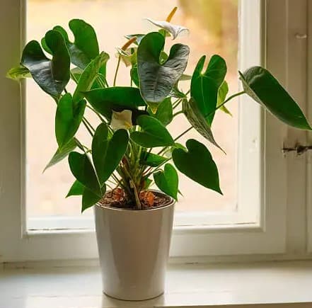 Live ornamental plants from the farm