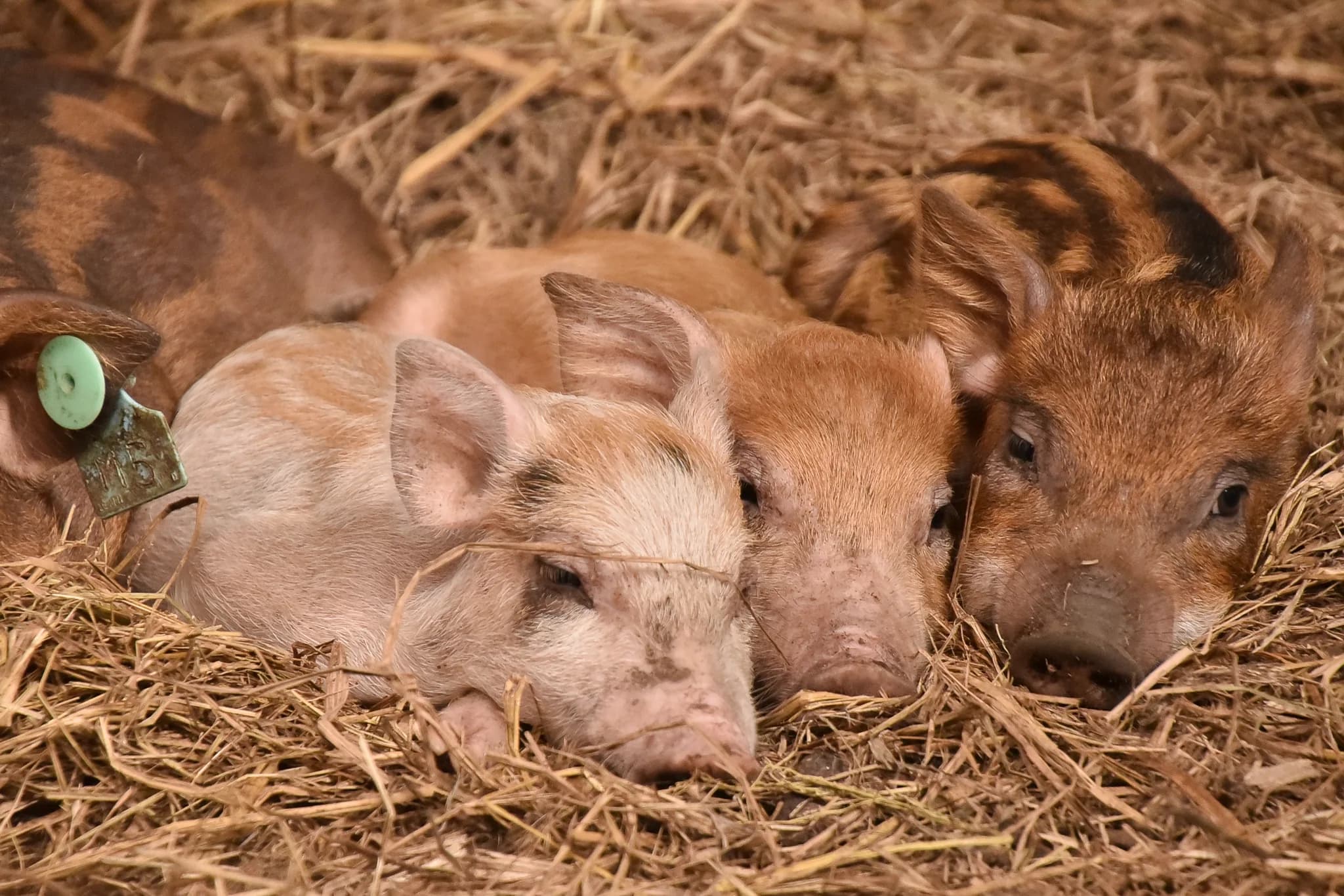 Healthy piglets resting on straw bedding